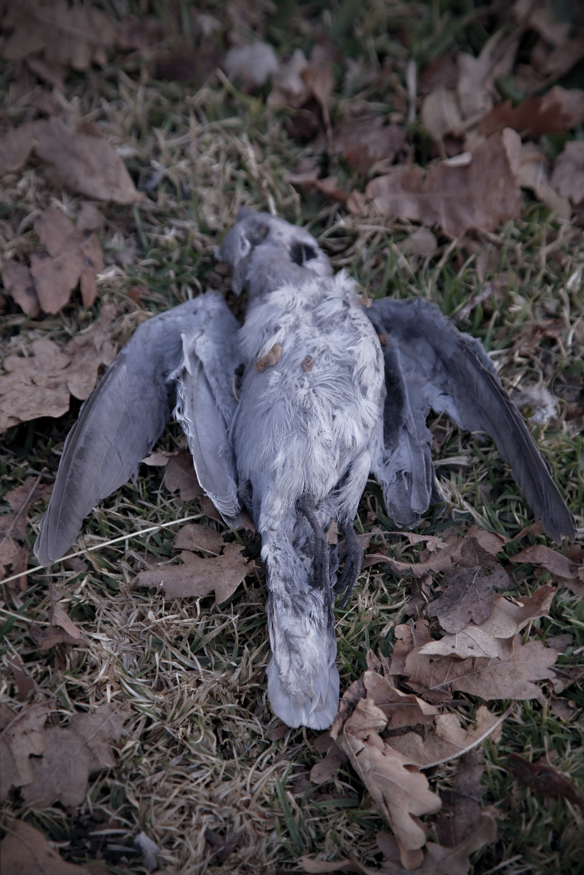 Coronation ParkDove